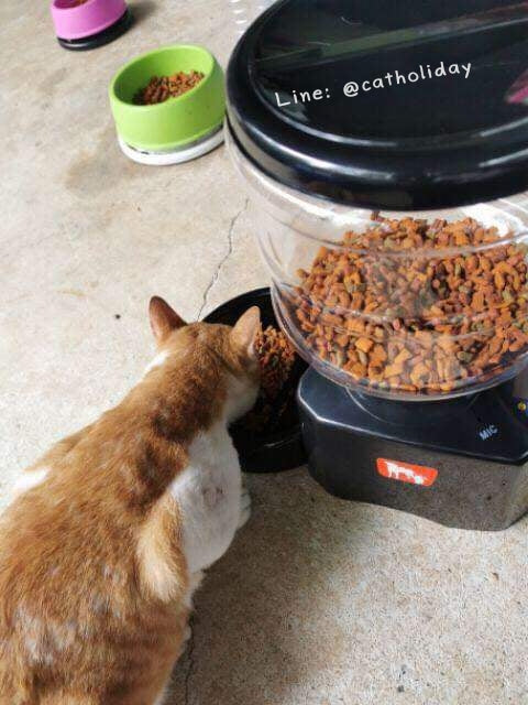เครื่องให้อาหารตั้งเวลา เครื่องให้อาหารอัตโนมัติ เครื่องให้อาหารสัตว์เลี้ยง เครื่องให้อาหารแมว