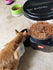 เครื่องให้อาหารตั้งเวลา เครื่องให้อาหารอัตโนมัติ เครื่องให้อาหารสัตว์เลี้ยง เครื่องให้อาหารแมว