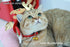 หมวกซานต้า หมวกคริสต์มาส เครื่องแต่งกายสัตว์เลี้ยง หมวกแมว