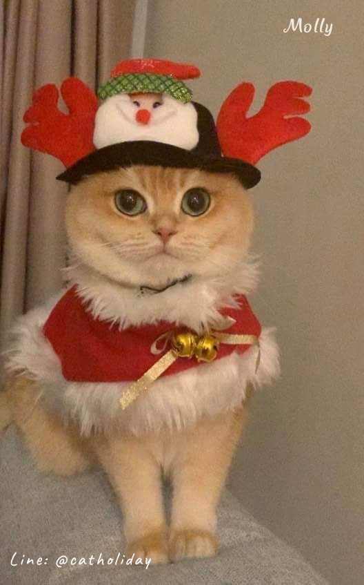 หมวกซานต้า หมวกคริสต์มาส เครื่องแต่งกายสัตว์เลี้ยง หมวกแมว