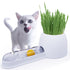 รางเพาะหญ้า หญ้าแมว ข้าวสาลีแมว ของเล่นแมว