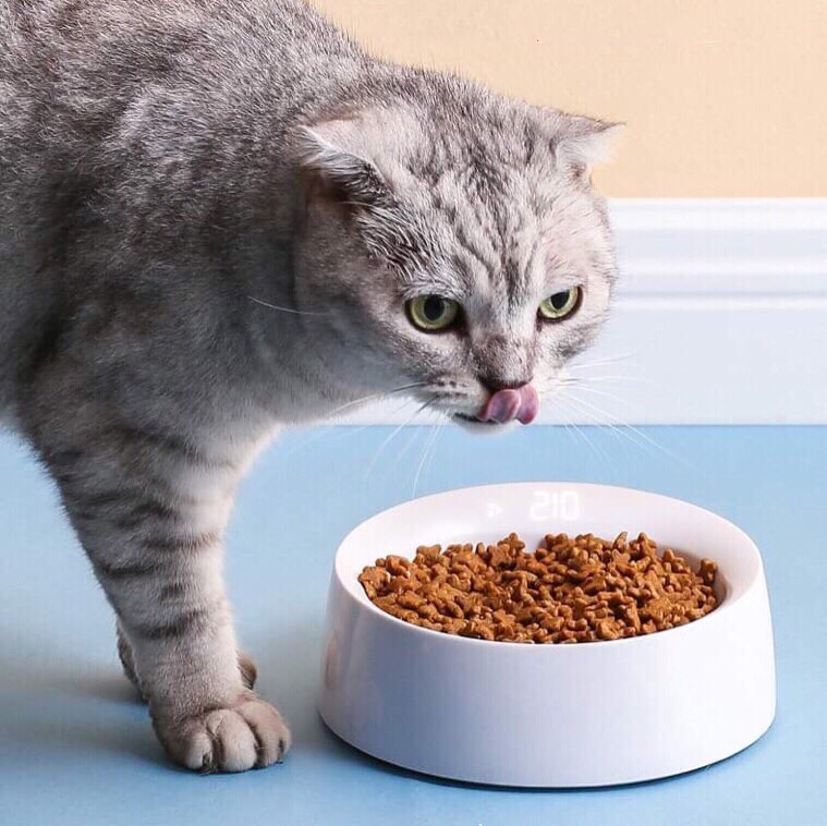 CatHoliday ชามอาหารวัดปริมาณได้ ชามอาหารแมว ชามอาหารสัตว์เลี้ยง