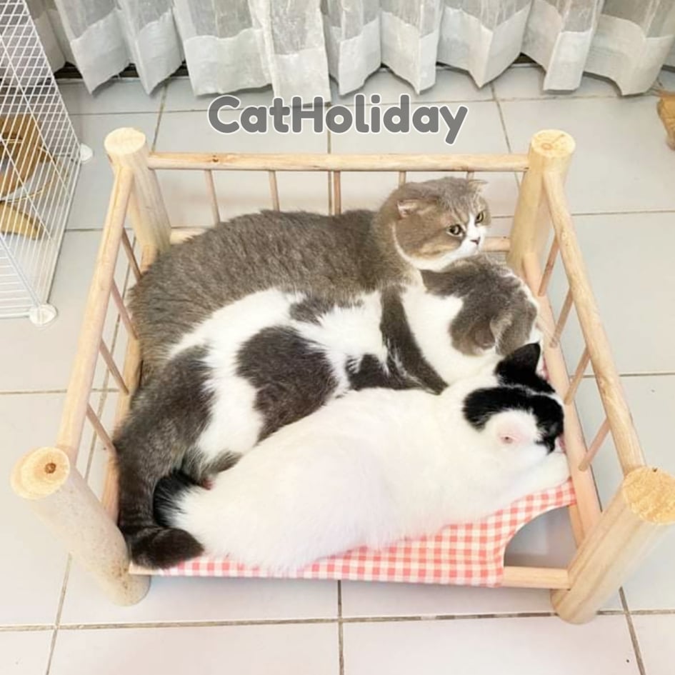 CatHoliday เตียงขาไม้ V2 ที่นอนแมว ที่นอนสัตว์เลี้ยง