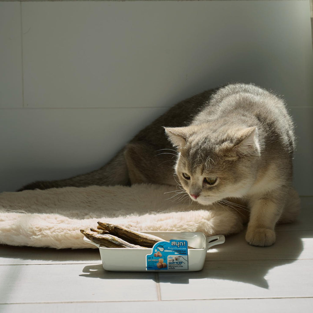 CatHoliday ขนมแมว CATSTER PLAY ขนมแมวแบบ Freeze Dried ขนมสัตว์เลี้ยง