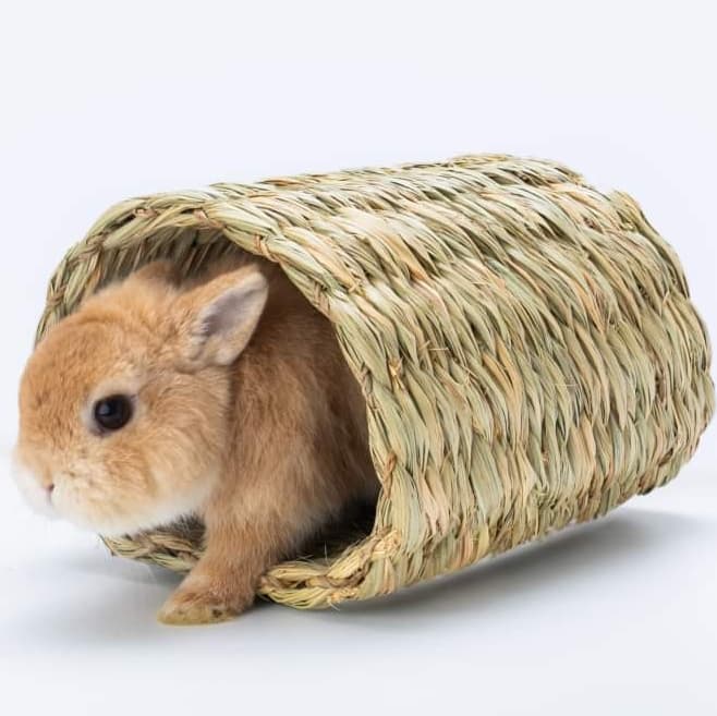 CatHoliday อุโมงค์หญ้า ทิโมธี อุโมงค์กระต่าย ที่นอนกระต่าย ที่นอนสัตว์เล็ก