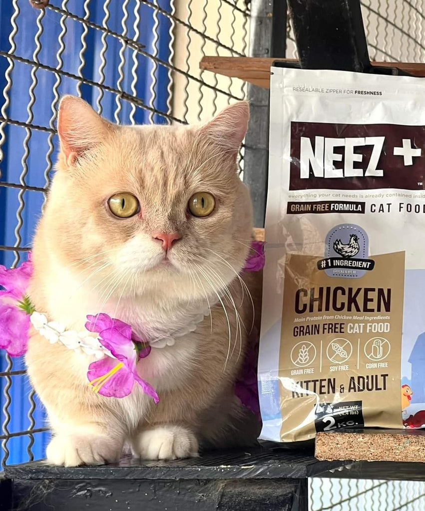 CatHoliday อาหารแมว นีซพลัส เกรนฟรี NEEZ+ Grain free อาหารสัตว์เลี้ยง