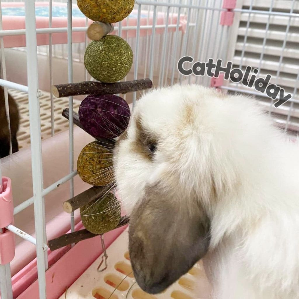 CatHoliday คุกกี้กระต่ายพวง ขนมกระต่าย ขนมสัตว์ฟันแทะ คุ๊กกี้กระต่าย