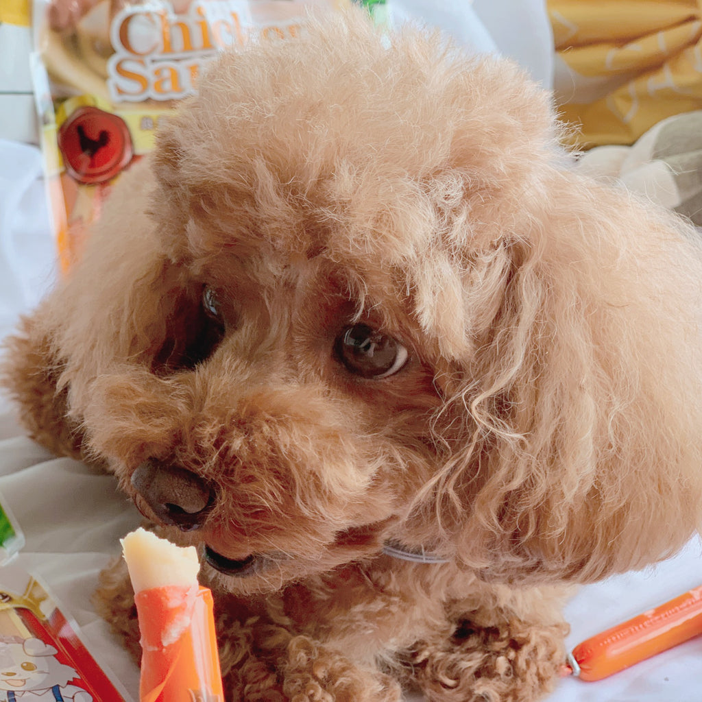 CatHoliday ไส้กรอกหมา Petio ขนมไส้กรอกสำหรับสุนัข ขนมสุนัข อาหารสุนัข