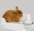CatHoliday ห้องน้ำกระต่ายขอบสูง ห้องน้ำกระต่าย ห้องน้ำสัตว์เลี้ยง