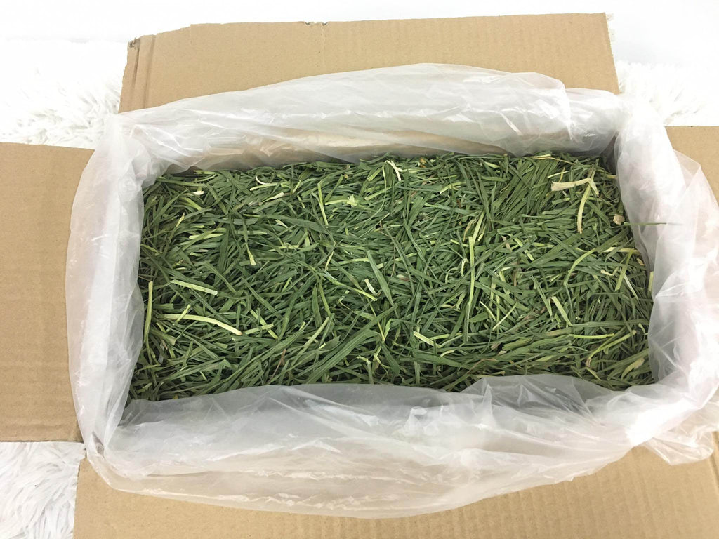 CatHoliday หญ้าวีทกราส กล่อง 1 กก. หญ้าอบแห้ง สำหรับ กระต่าย หนูแกสบี้ สัตว์ฟันแทะ Wheat grass