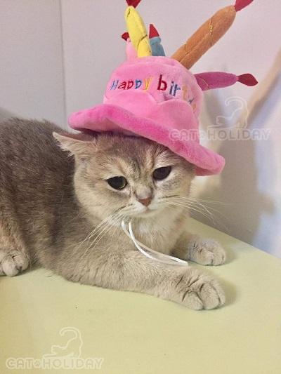 หมวก happy birthday สีชมพู หมวกสุนัขและแมว เครื่องแต่งกายสุนัขและแมว เสื้อผ้าแมว แมว เสื้อผ้าหมา เส