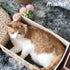 CatHoliday กล่องแมวนอน Misspet ที่นอนแมว ลับเล็บแมว ฝนเล็บแมว ของเล่นแมว