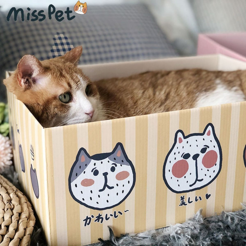 CatHoliday กล่องแมวนอน Misspet ที่นอนแมว ลับเล็บแมว ฝนเล็บแมว ของเล่นแมว