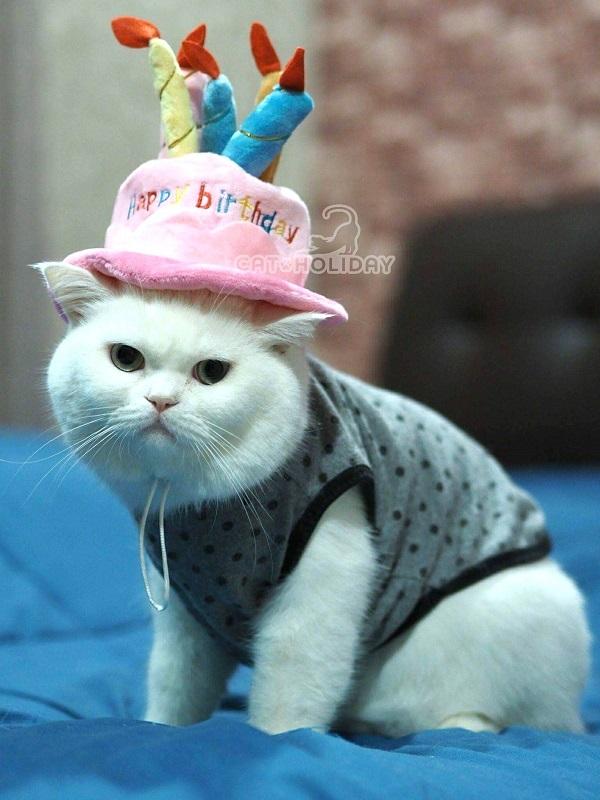 หมวก happy birthday สีชมพู หมวกสุนัขและแมว เครื่องแต่งกายสุนัขและแมว เสื้อผ้าแมว แมว เสื้อผ้าหมา เส