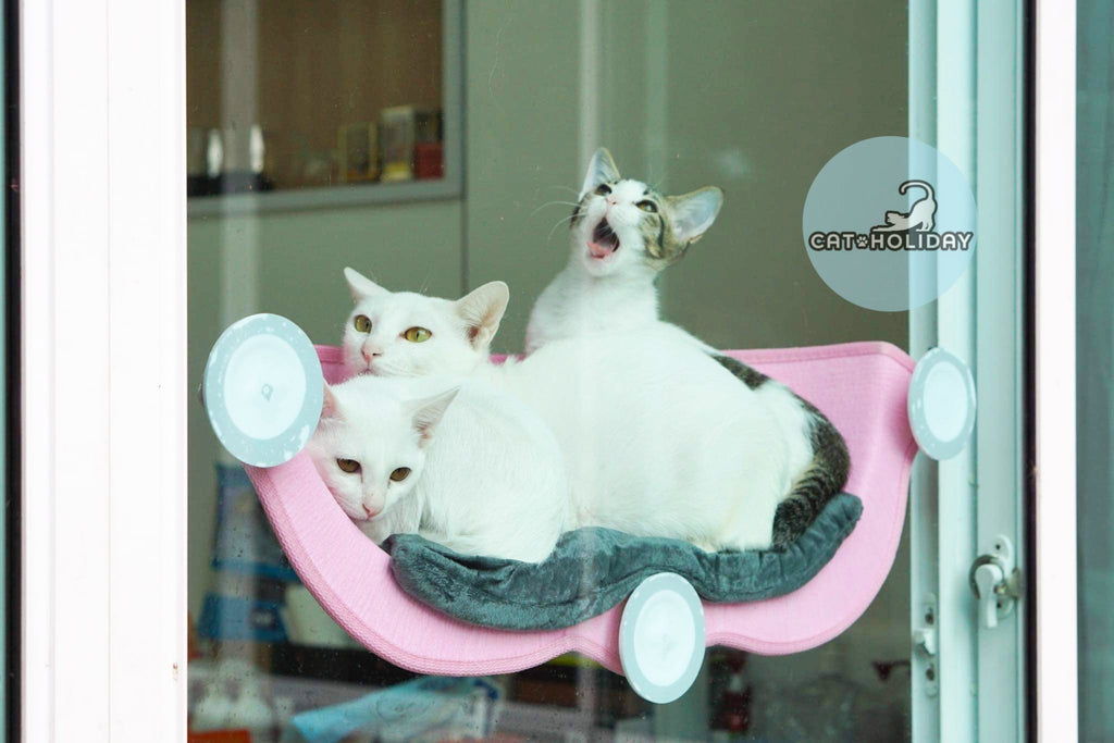 ที่นอนแมวติดกระจกแบบโค้ง ที่นอนแมวติดรถยนต์