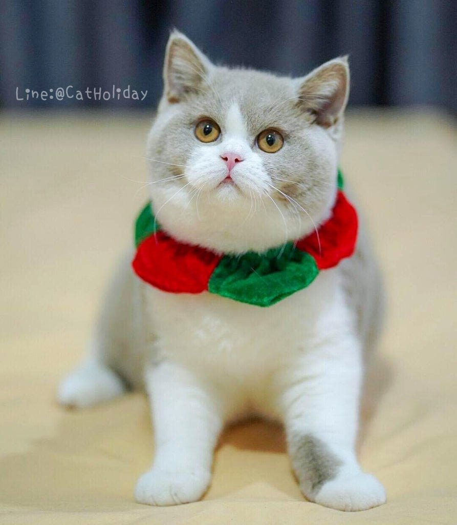 ปลอกคอคริสมาสต์แดง-เขียว ปลอกคอแมว แต่งกายแมว