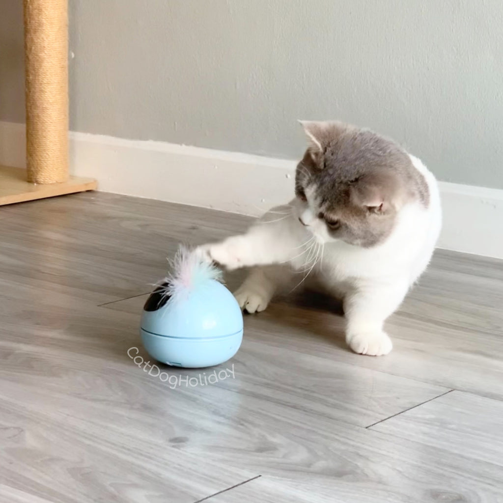 เลเซอร์ 360 องศา ของเล่นแมว เลเซอร์แมว ขนนกแมว