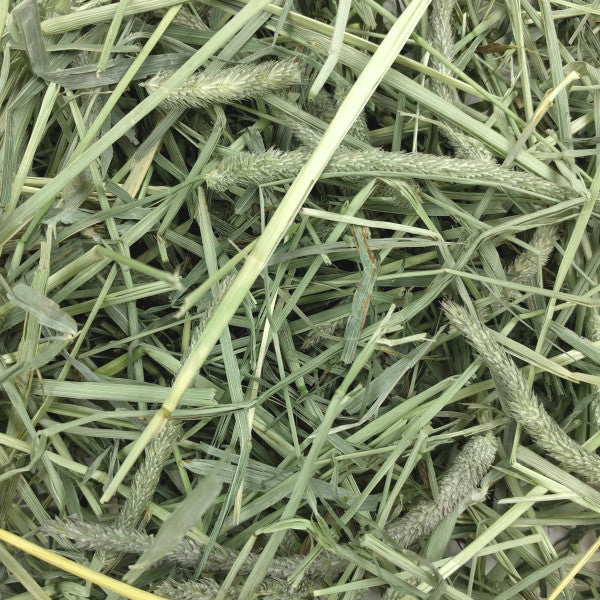 CatHoliday หญ้าแห้ง Oxbow ขนาด 40 OZ สำหรับกระต่าย และสัตว์ฟันแทะ