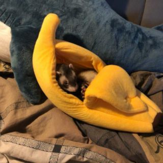 ที่นอนกล้วย ที่นอนสัตว์เลี้ยง
