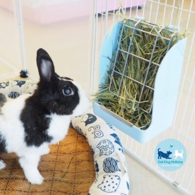 Alternative view of CatDogHoliday ที่ใส่หญ้ากระต่าย รางให้หญ้ากระต่าย