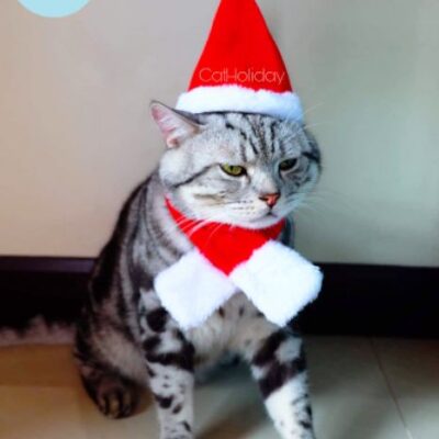 Alternative view of หมวกซานต้า เครื่องแต่งกายสัตว์เลี้ยง