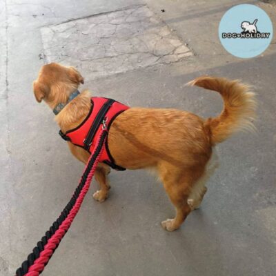 Alternative view of CatHoliday สายรัดอกและสายจูงสุนัข สายจูงสุนัข สายรัดอกสุนัข สายจูงหมาใหญ่