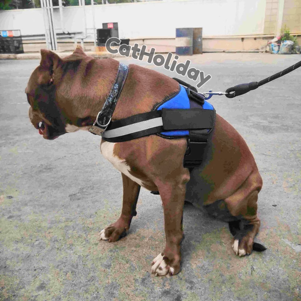 สายรัดอก K9 สายรัดอกสุนัข สายรัดอกสัตว์เลี้ยง - Image 5