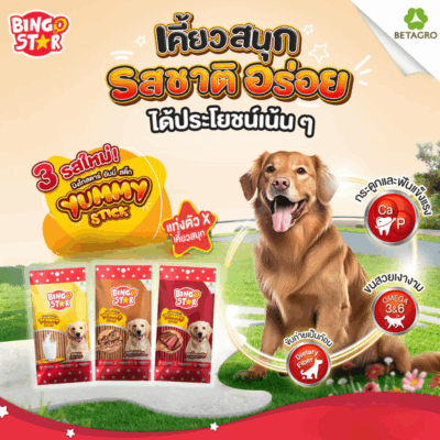 Alternative view of ( 70 g.) ขนมสุนัข Bingo Star Yummy Stick บิงโกสตาร์ยัมมี่สติ๊ก แบบแท่ง หยิบป้อนง่าย