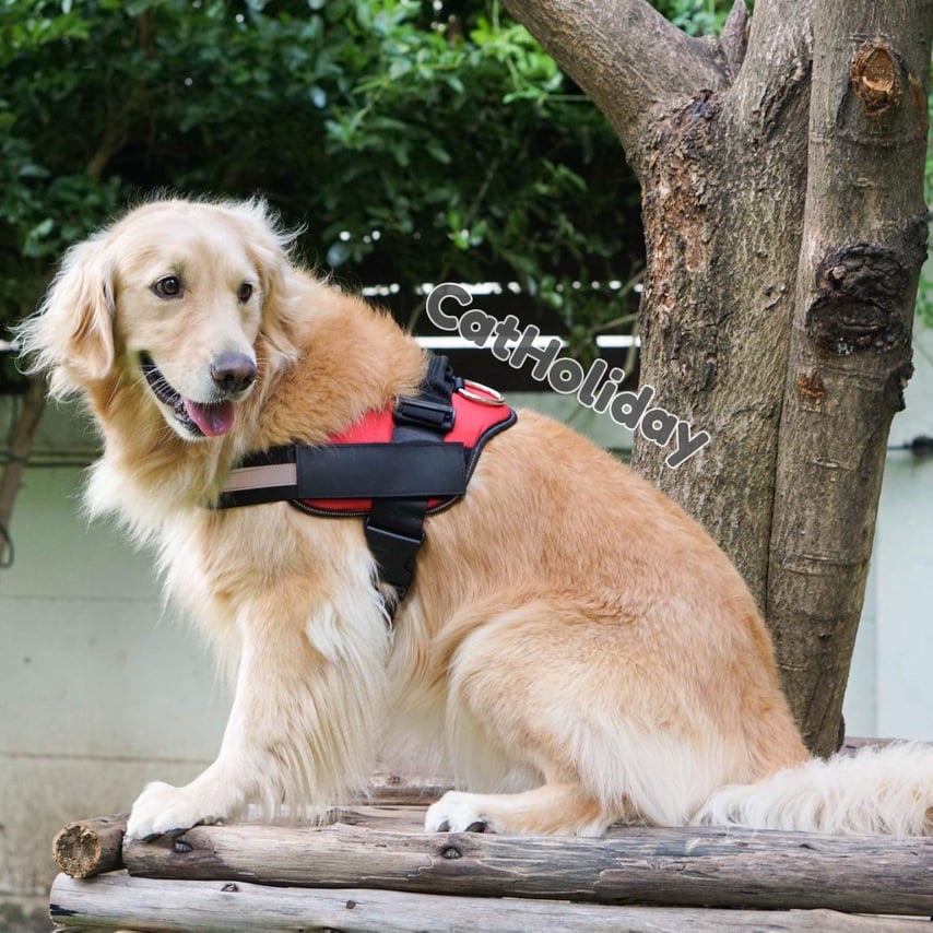 สายรัดอก K9 สายรัดอกสุนัข สายรัดอกสัตว์เลี้ยง - Image 6