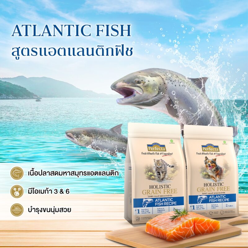 CatHoliday [ 0.8-1kg ] Perfecta Holistic Grain Free อาหารสุนัขและแมว ส่วนผสมจากธรรมชาติ โภชนาการครบถ้วน - Image 9