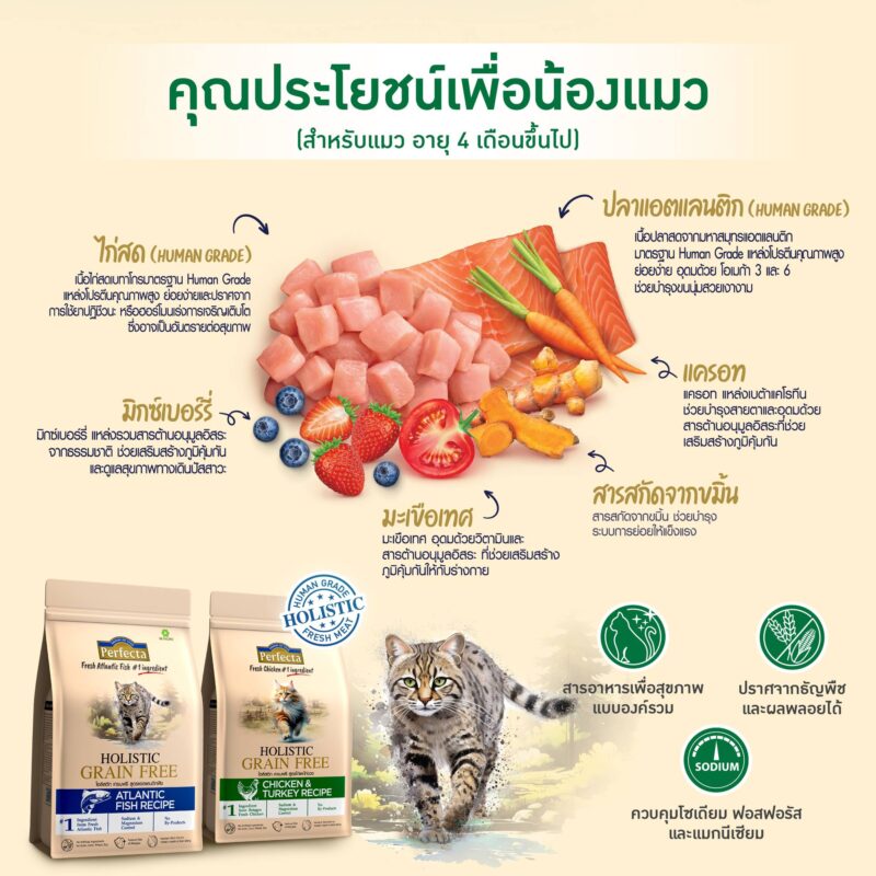 CatHoliday [ 0.8-1kg ] Perfecta Holistic Grain Free อาหารสุนัขและแมว ส่วนผสมจากธรรมชาติ โภชนาการครบถ้วน - Image 8