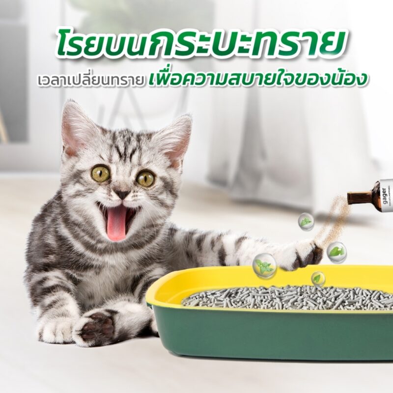 CatHoliday กาเจอร์ แคทนิปแบบผง Gager  แคทนิปแบบผงสำหรับแมว ไม้มาทาทาบิ ออร์แกนิก พลังช้าง ช่วยให้แมวผ่อนคลาย - Image 7