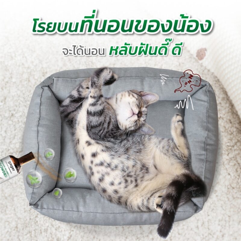 CatHoliday กาเจอร์ แคทนิปแบบผง Gager  แคทนิปแบบผงสำหรับแมว ไม้มาทาทาบิ ออร์แกนิก พลังช้าง ช่วยให้แมวผ่อนคลาย - Image 8