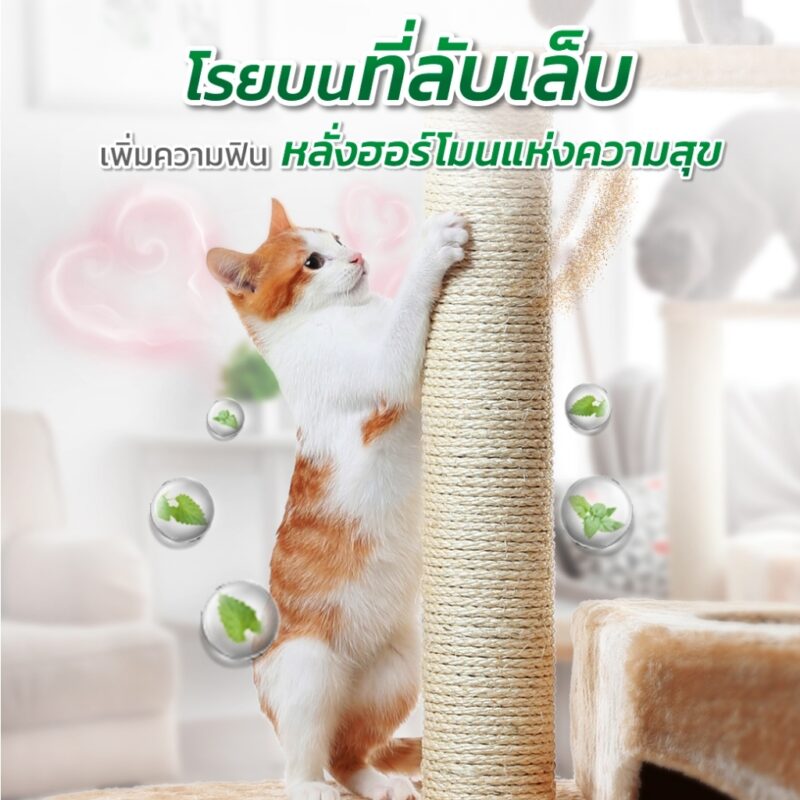 CatHoliday กาเจอร์ แคทนิปแบบผง Gager  แคทนิปแบบผงสำหรับแมว ไม้มาทาทาบิ ออร์แกนิก พลังช้าง ช่วยให้แมวผ่อนคลาย - Image 6
