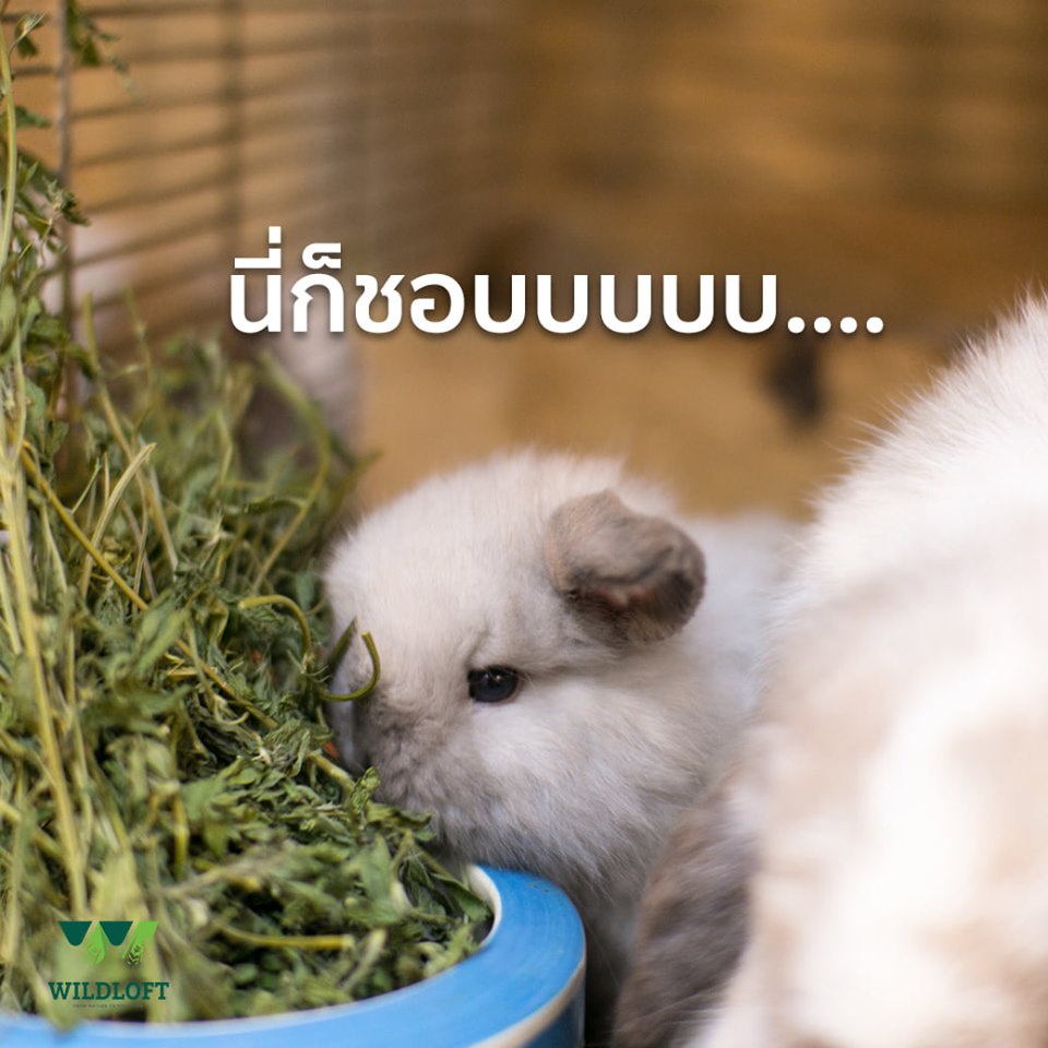 CatHoliday หญ้าอัลฟาฟ่า หญ้าทิโมธี Wildloft เกรดพรีเมียม ขนาด 510 กรัม หญ้ากระต่าย - Image 7