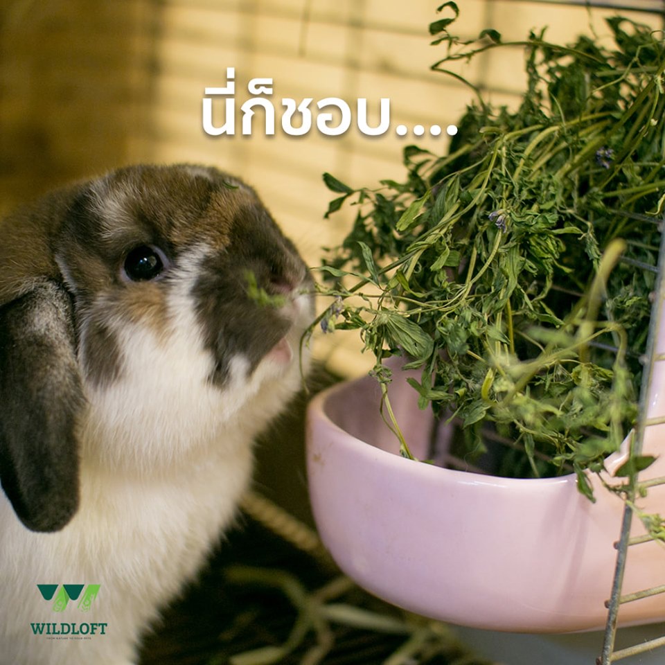 CatHoliday หญ้าอัลฟาฟ่า หญ้าทิโมธี Wildloft เกรดพรีเมียม ขนาด 510 กรัม หญ้ากระต่าย - Image 8