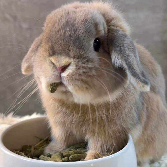 CatHoliday โฮ๊ป อาฮาล Hope Arharn อาหารกระต่าย 1 กิโลกรัม อาหารกระต่ายสำหรับทุกวัย - Image 6