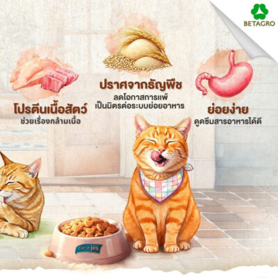 Alternative view of [ถุง 2.5kg] อาหารแมว CAT n Joy Grainfree อาหารเม็ดแมว แคทเอ็นจอย รสแซลมอนและทูน่า รสไก่และทูน่า สำหรับแมวโต 1 ปีขึ้นไป